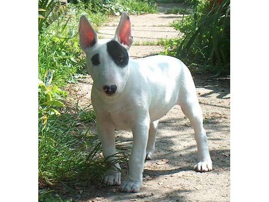 PoulaTo: Μπουλτεριε καθαροαιμο κουταβακι